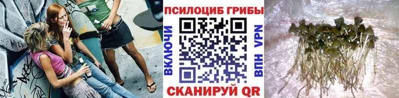 Псилоцибиновые грибы Psilocybe  купить  цена  Димитровград 